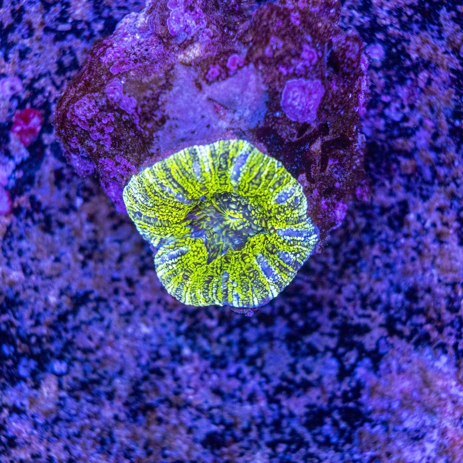 WYSIWYG Lobophyllia LPS Coral - Aquamarine Aquaristic -