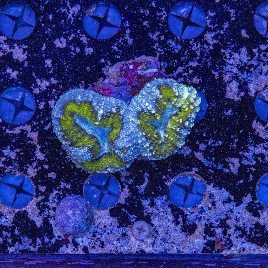 WYSIWYG Lobophyllia LPS Coral - Aquamarine Aquaristic - 