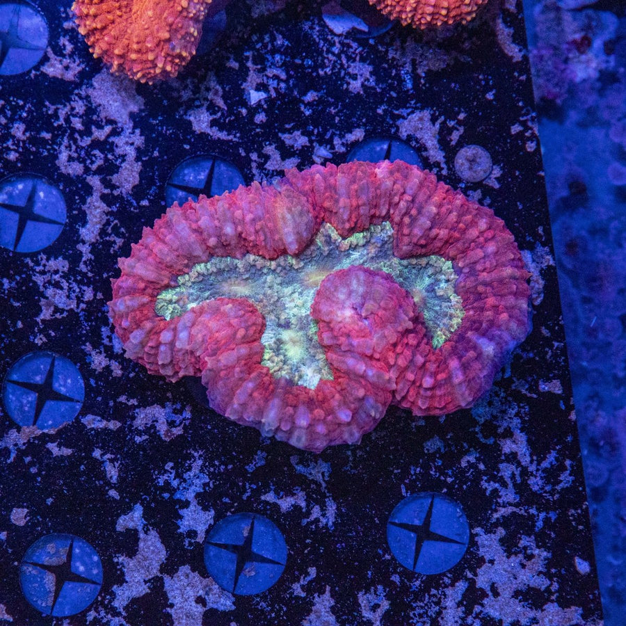 WYSIWYG Lobophyllia LPS Coral - Aquamarine Aquaristic - 