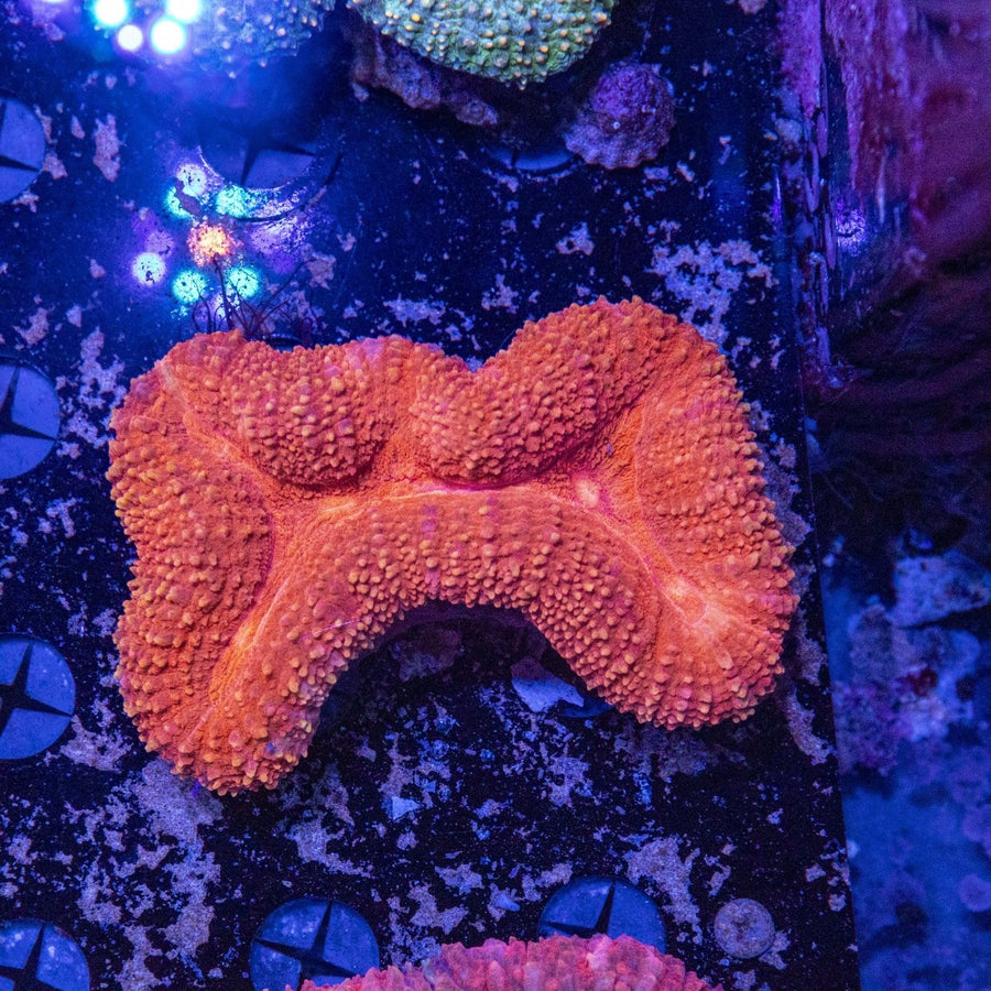 WYSIWYG Lobophyllia LPS Coral - Aquamarine Aquaristic - 