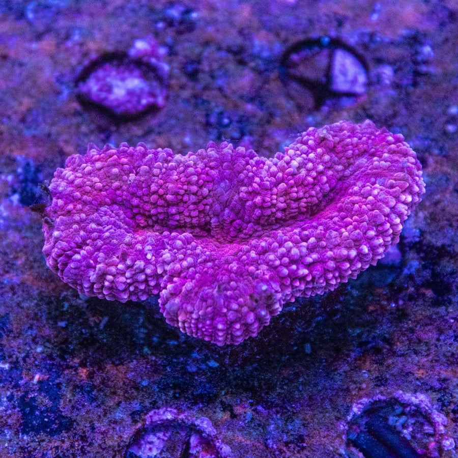WYSIWYG Lobophyllia LPS Coral - Aquamarine Aquaristic -