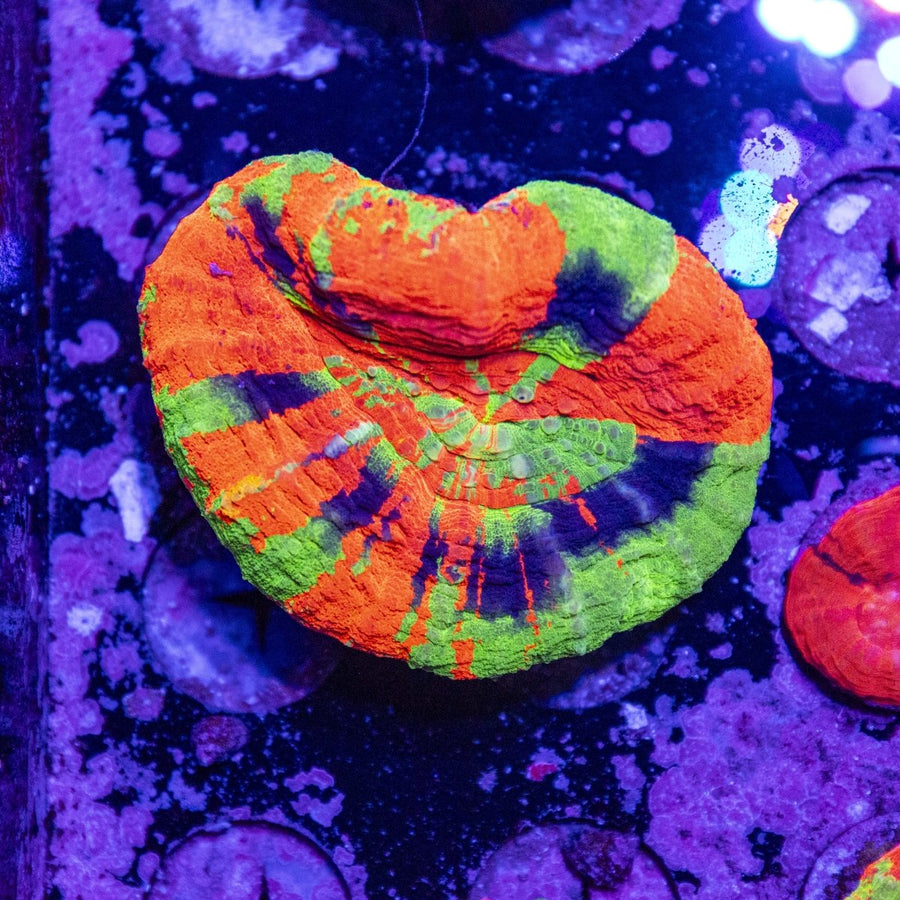 WYSIWYG Master Scolymia LPS Coral - Aquamarine Aquaristic - 