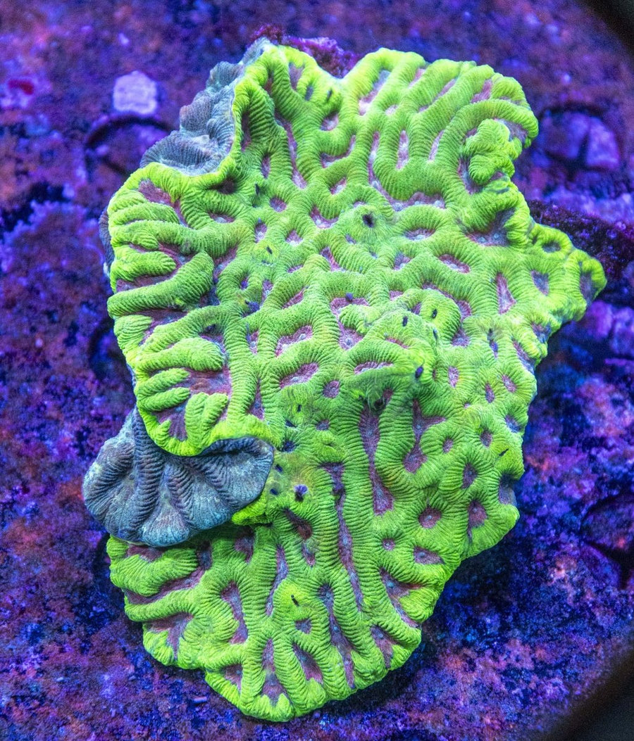 WYSIWYG Maze/Favia LPS Coral - Aquamarine Aquaristic -
