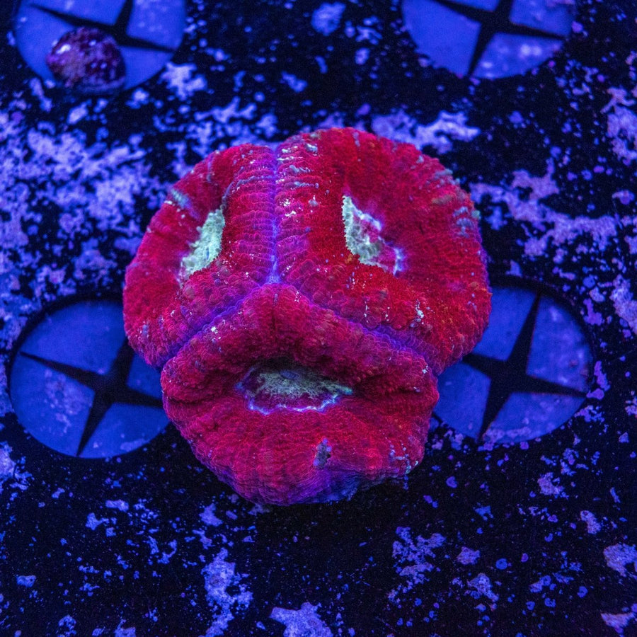 WYSIWYG Micromussa Pacifica LPS Coral - Aquamarine Aquaristic - 