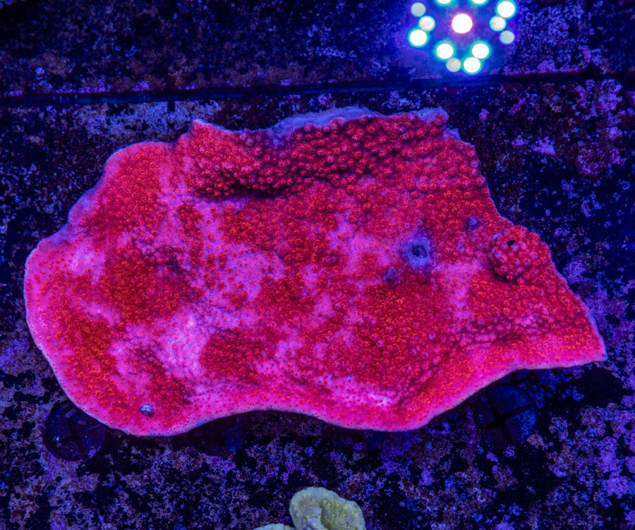 WYSIWYG Montipora SPS Coral - Aquamarine Aquaristic - 