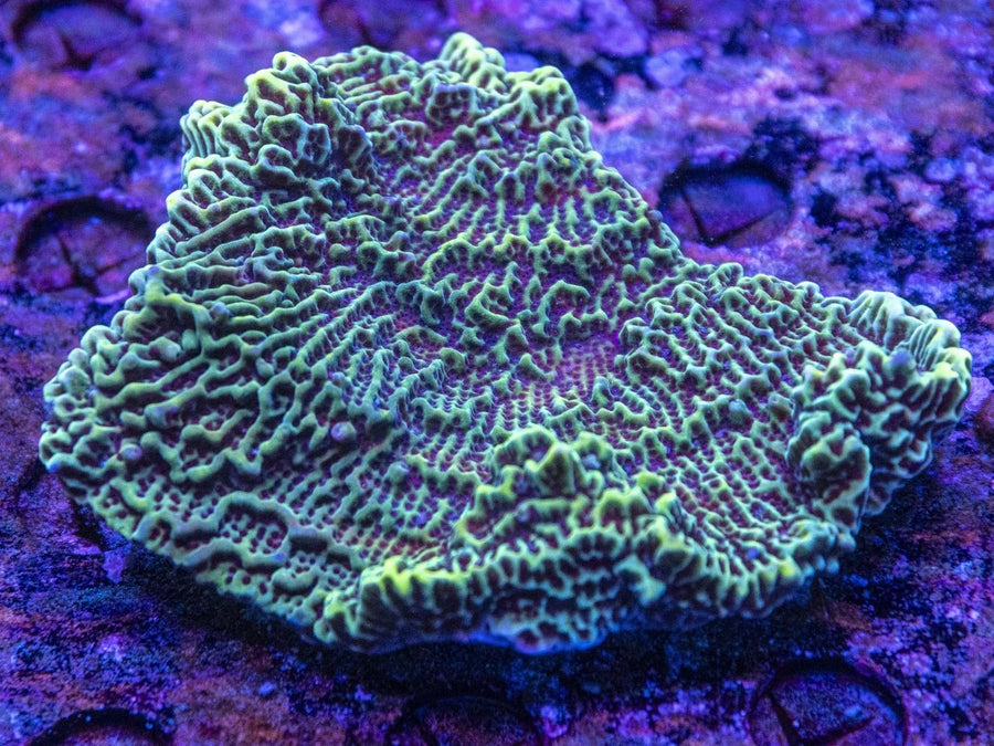 WYSIWYG Montipora SPS Coral - Aquamarine Aquaristic -