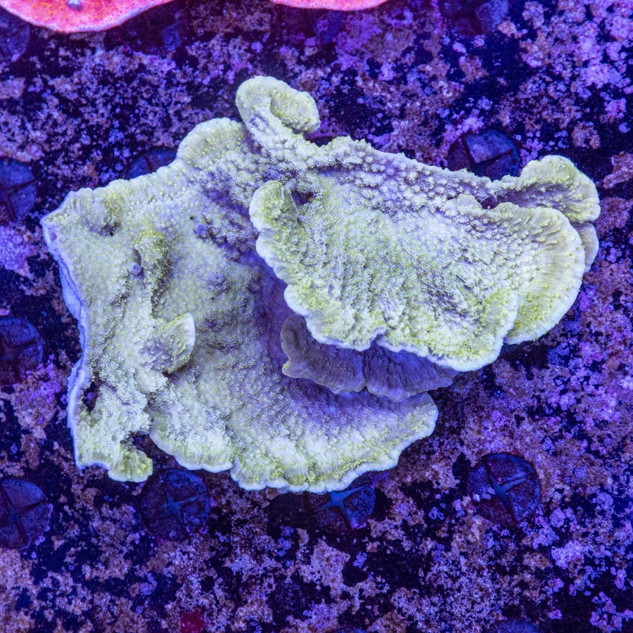 WYSIWYG Montipora SPS Coral - Aquamarine Aquaristic - 