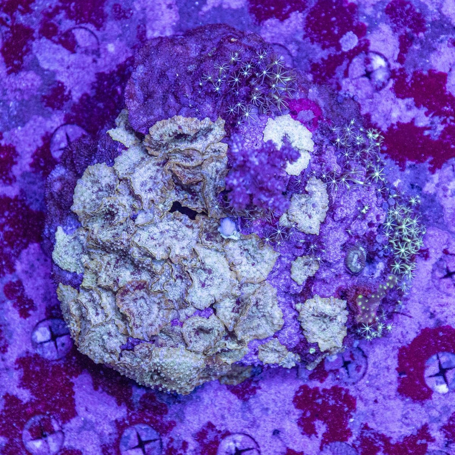 WYSIWYG Morph Rock Soft Coral - Aquamarine Aquaristic -