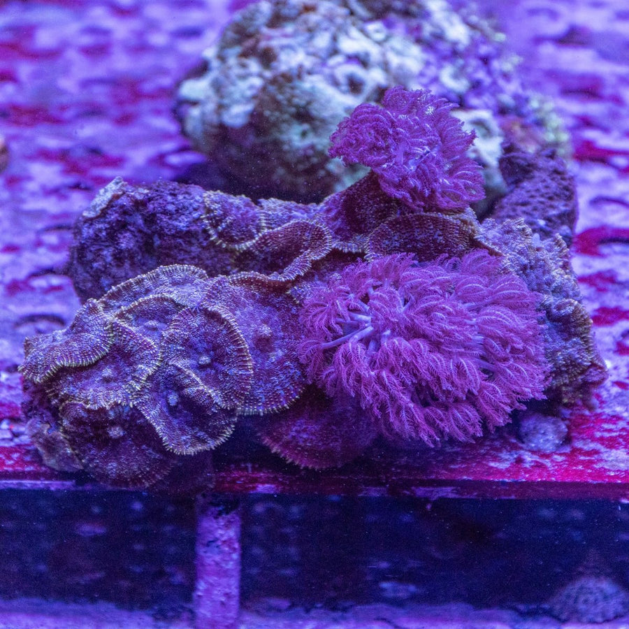 WYSIWYG Morph Rock Soft Coral - Aquamarine Aquaristic -