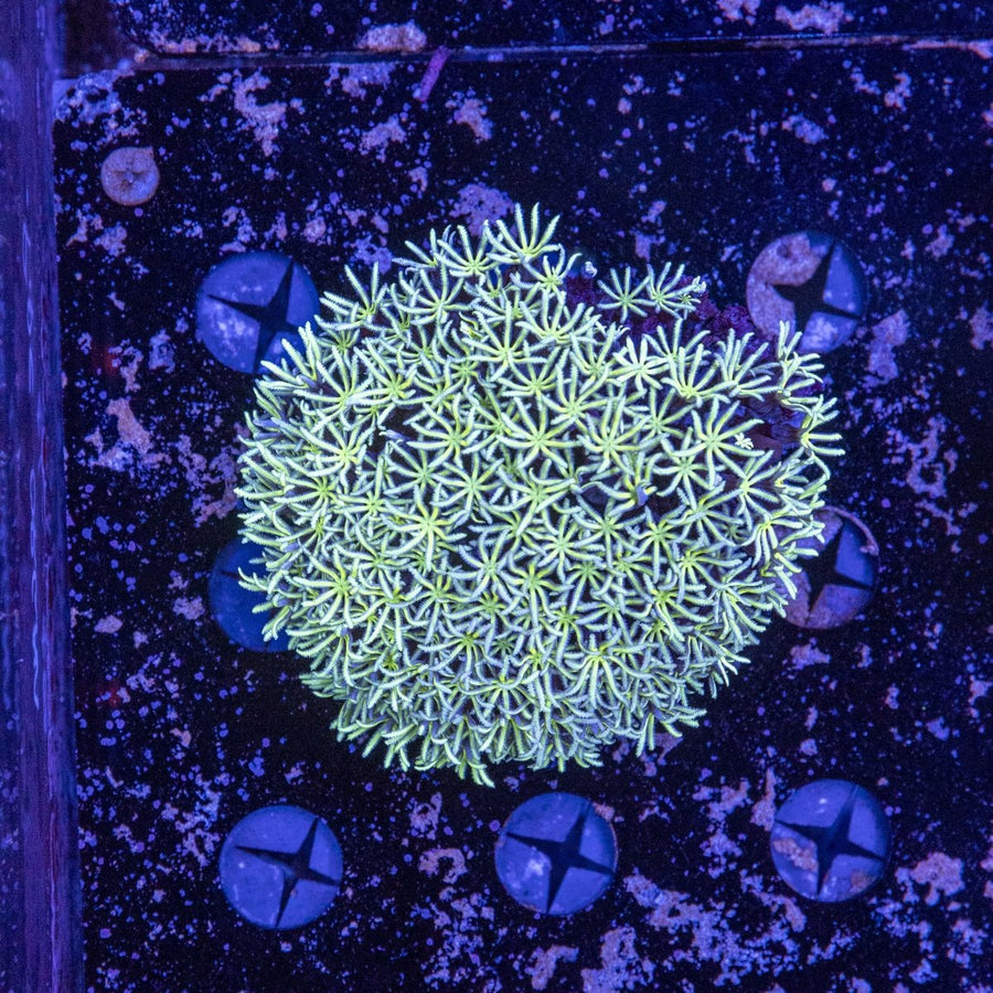 WYSIWYG Pipe Organ Soft Coral - Aquamarine Aquaristic - 
