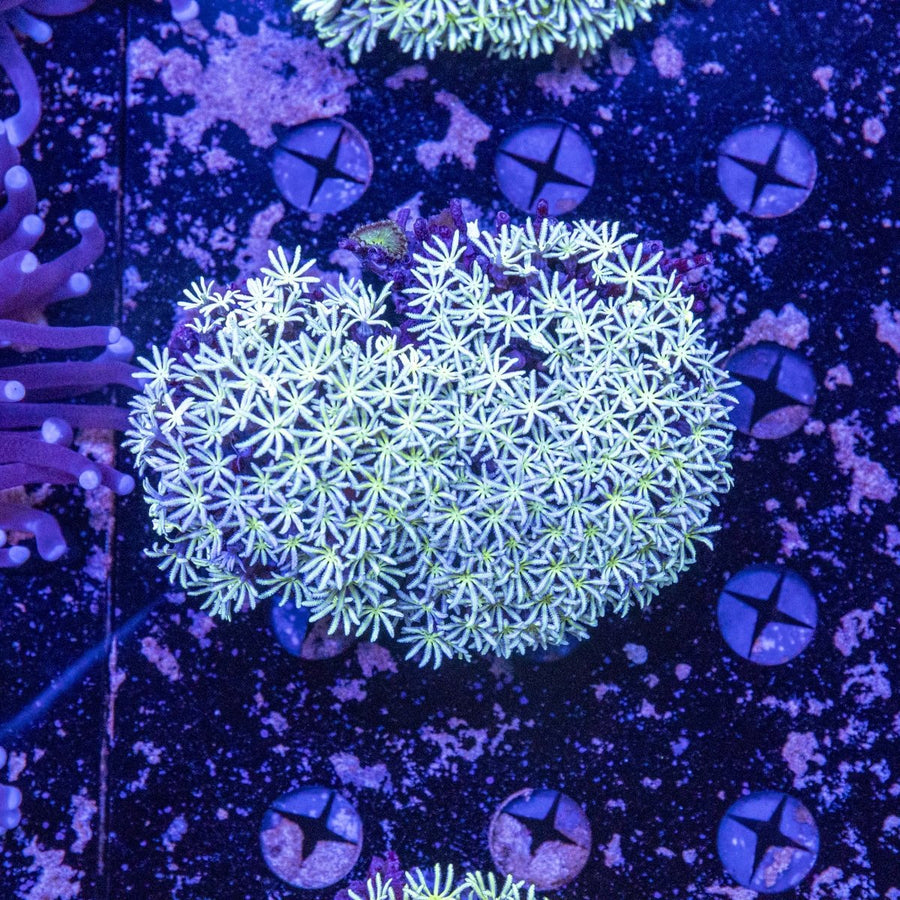 WYSIWYG Pipe Organ Soft Coral - Aquamarine Aquaristic - 