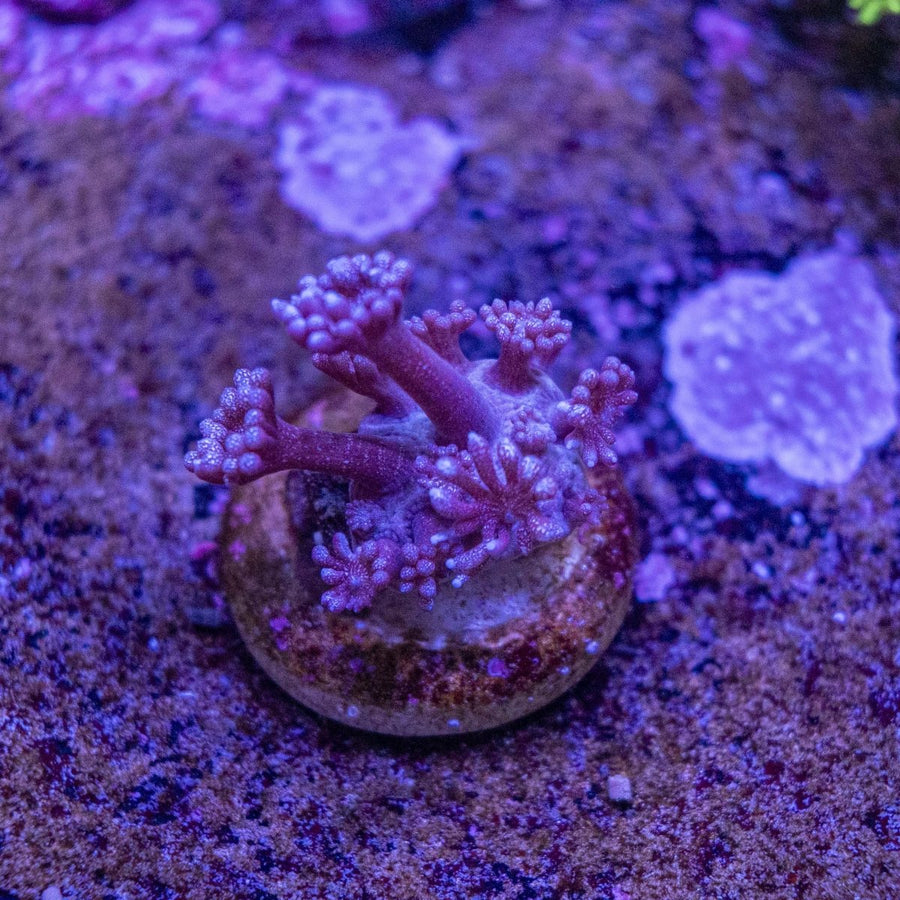 WYSIWYG Purple Glitter Goniopora LPS Coral Frag - Aquamarine Aquaristic -