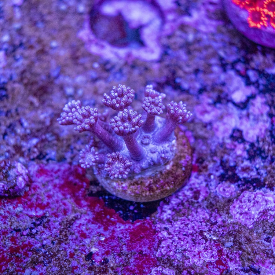 WYSIWYG Purple Glitter Goniopora LPS Coral Frag - Aquamarine Aquaristic -
