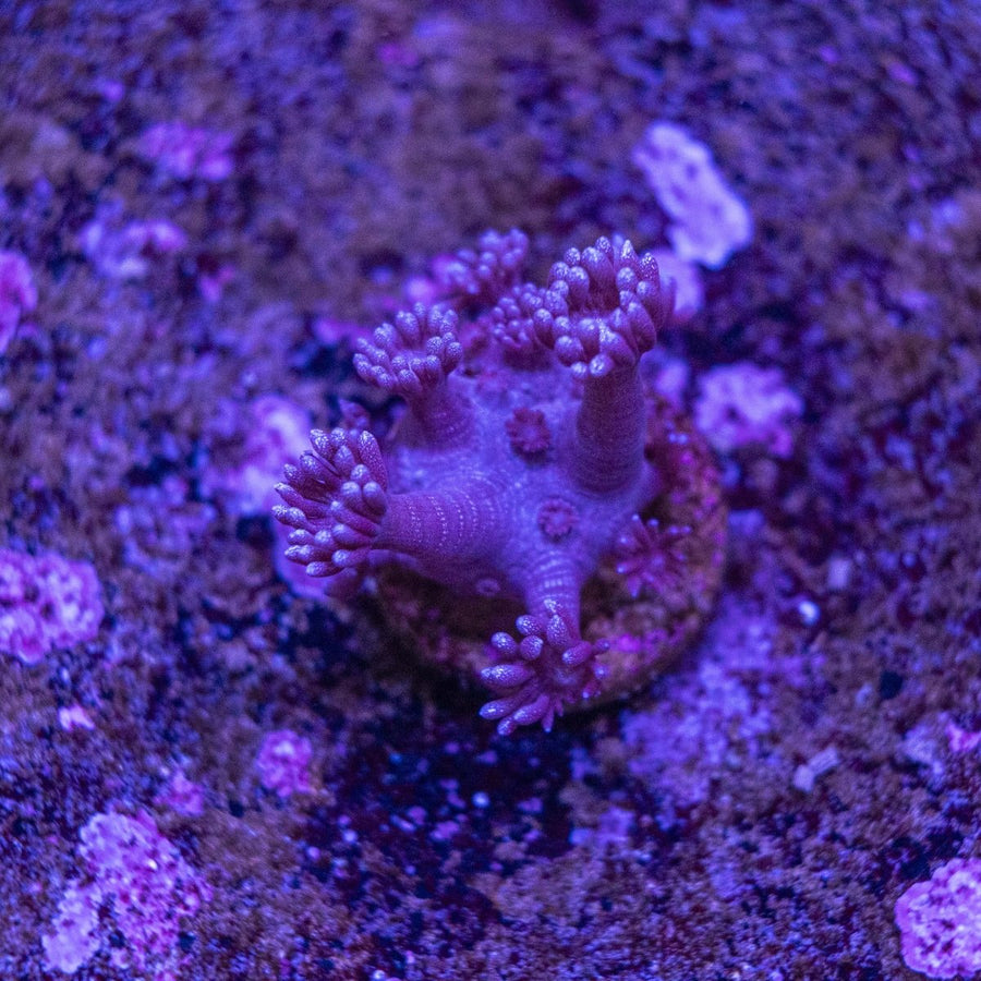 WYSIWYG Purple Glitter Goniopora LPS Coral Frag - Aquamarine Aquaristic -