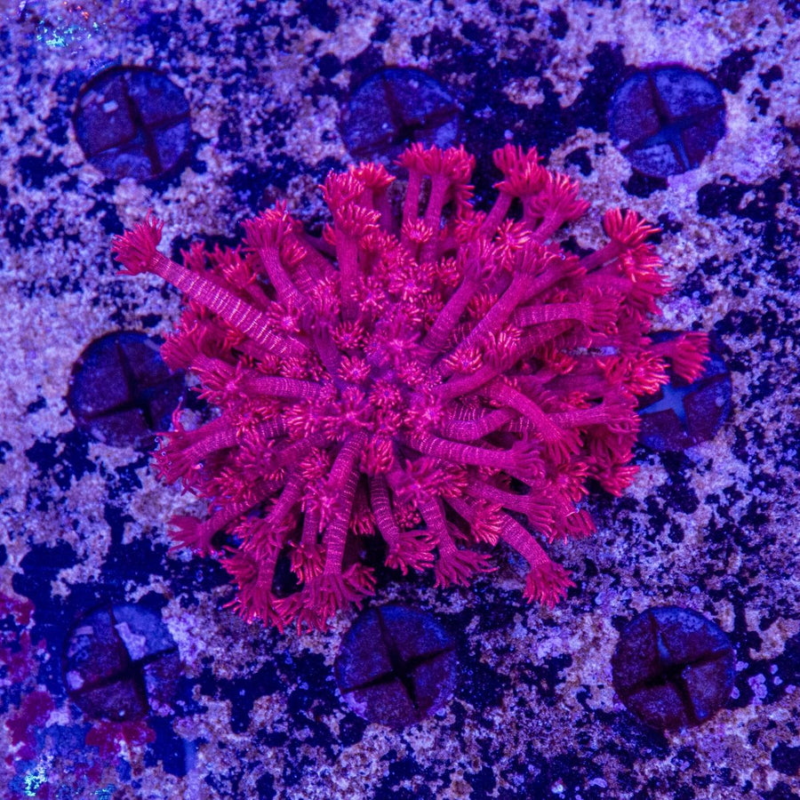 WYSIWYG Red Glitter Goniopora Colony LPS Coral - Aquamarine Aquaristic - 