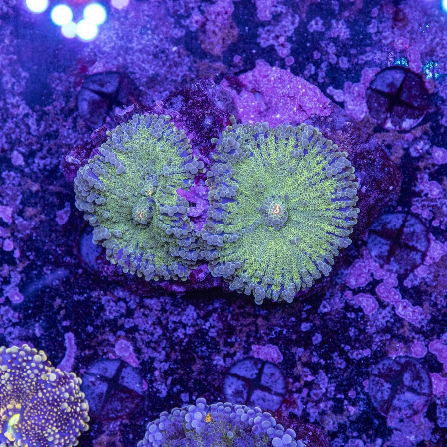 WYSIWYG Ricordea Soft Coral - Aquamarine Aquaristic - 