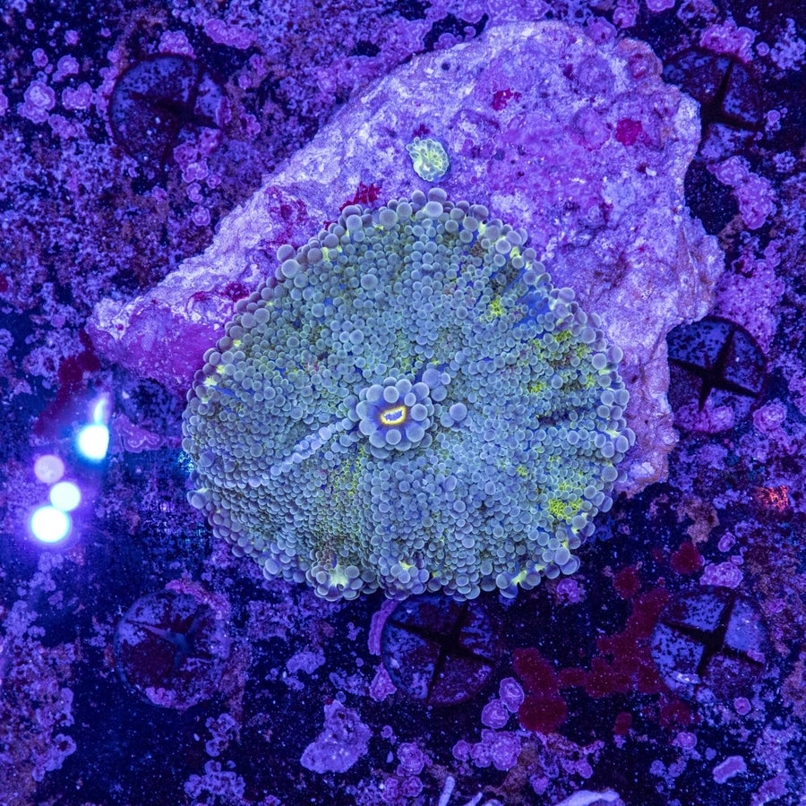 WYSIWYG Ricordea Soft Coral - Aquamarine Aquaristic - 