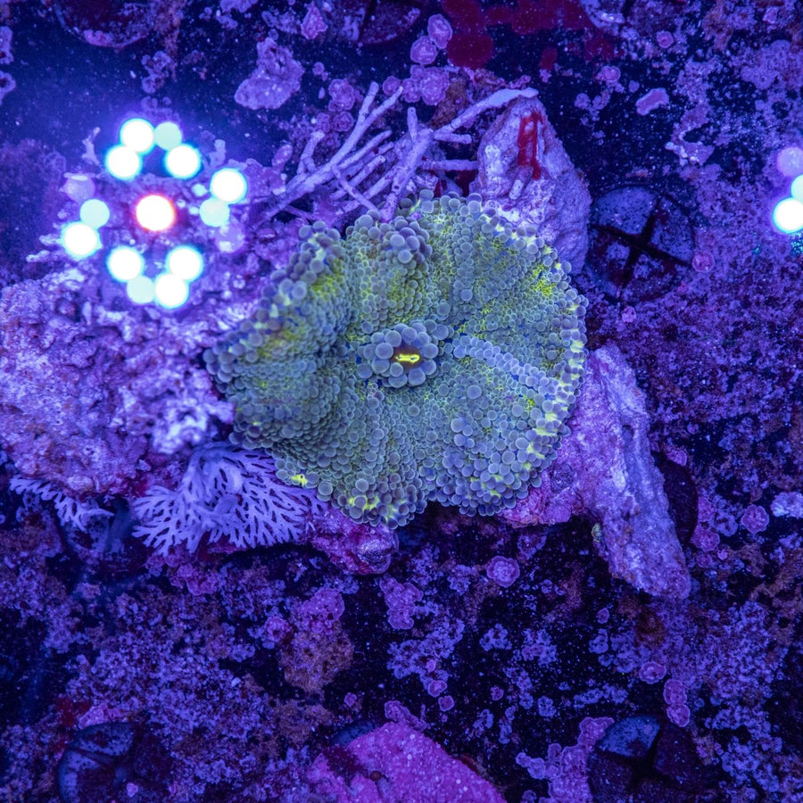 WYSIWYG Ricordea Soft Coral - Aquamarine Aquaristic - 