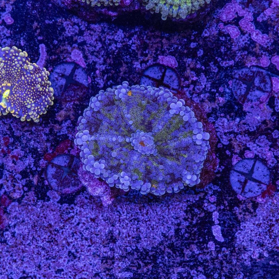 WYSIWYG Ricordea Soft Coral - Aquamarine Aquaristic - 