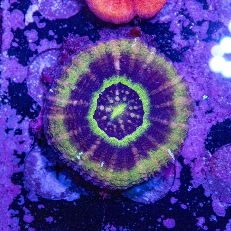 WYSIWYG Scolymia LPS Coral - Aquamarine Aquaristic - 