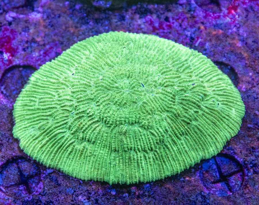 WYSIWYG Slipper/Fungia LPS Coral - Aquamarine Aquaristic -