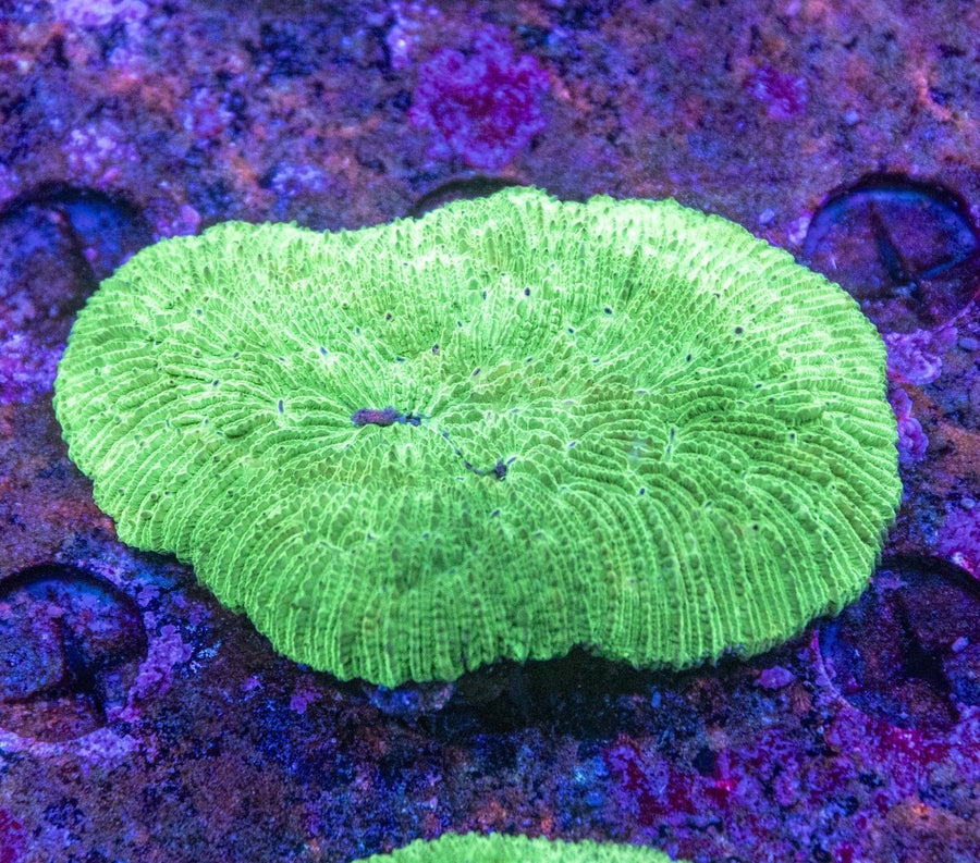 WYSIWYG Slipper/Fungia LPS Coral - Aquamarine Aquaristic -