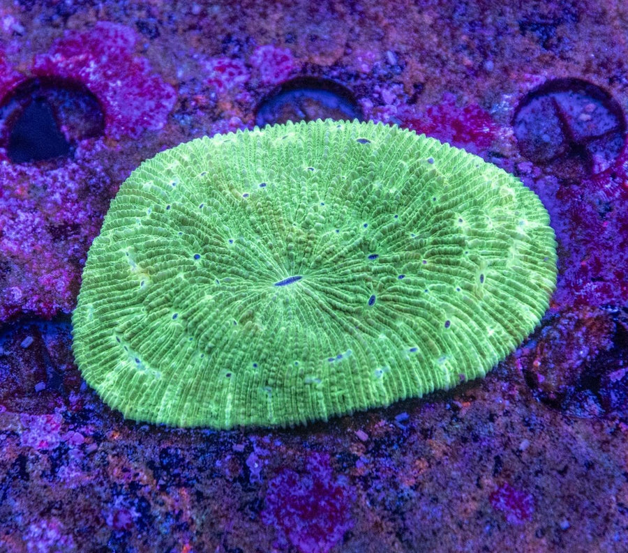 WYSIWYG Slipper/Fungia LPS Coral - Aquamarine Aquaristic -