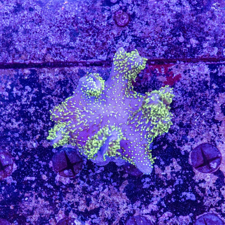 WYSIWYG Toadstool Soft Coral - Aquamarine Aquaristic - 