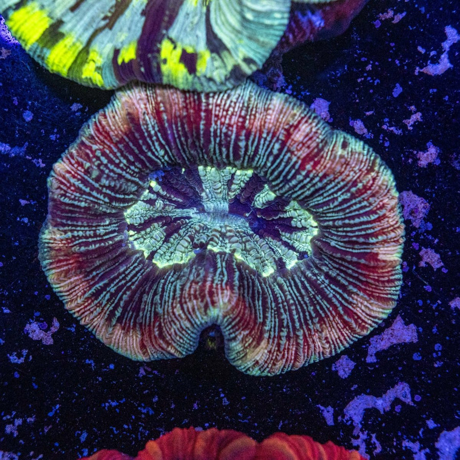 WYSIWYG Trachyphyllia LPS Coral - Aquamarine Aquaristic - 