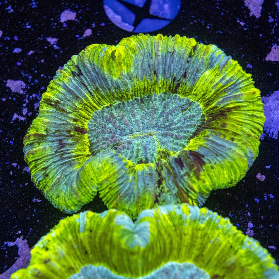 WYSIWYG Trachyphyllia LPS Coral - Aquamarine Aquaristic - 
