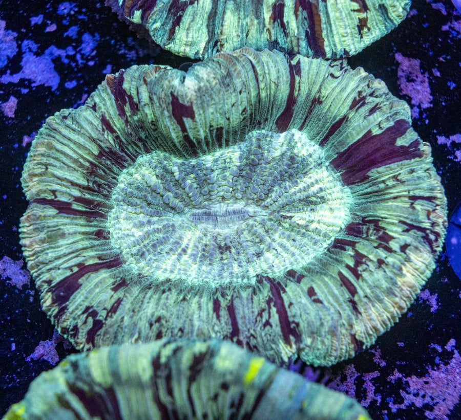 WYSIWYG Trachyphyllia LPS Coral - Aquamarine Aquaristic - 