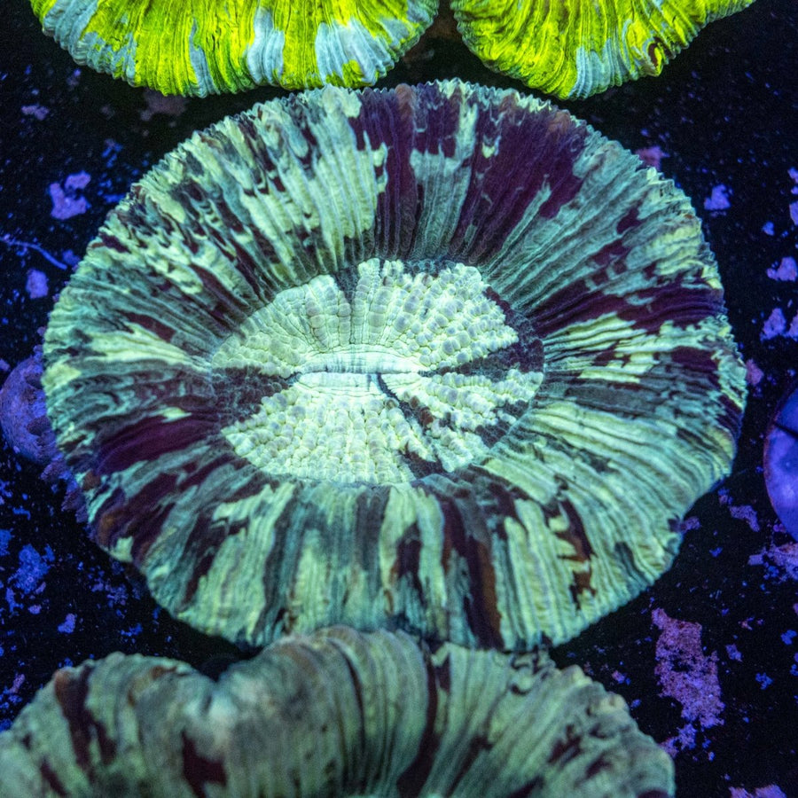 WYSIWYG Trachyphyllia LPS Coral - Aquamarine Aquaristic - 