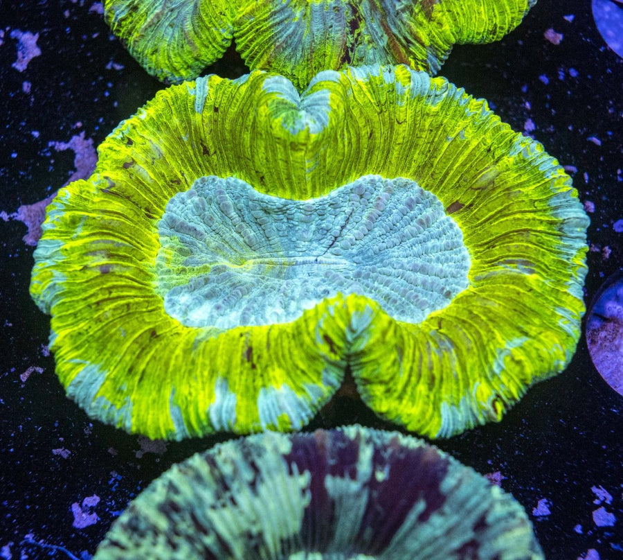 WYSIWYG Trachyphyllia LPS Coral - Aquamarine Aquaristic - 