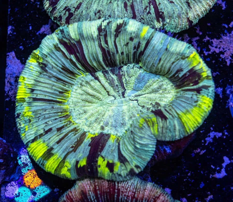 WYSIWYG Trachyphyllia LPS Coral - Aquamarine Aquaristic - 