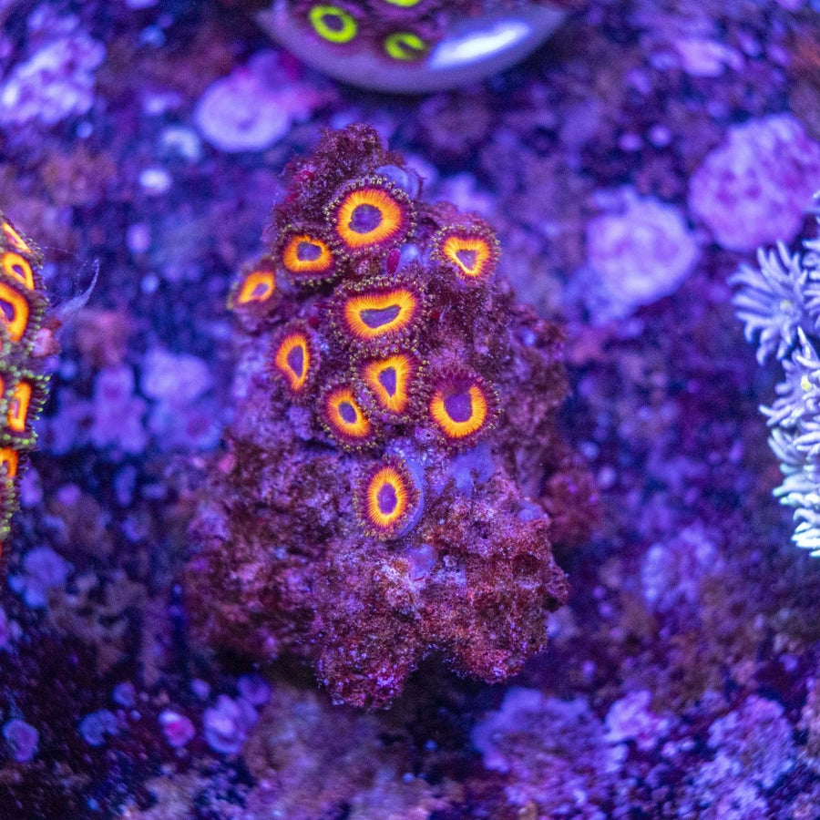 WYSIWYG Zoanthids Soft Coral - Aquamarine Aquaristic -
