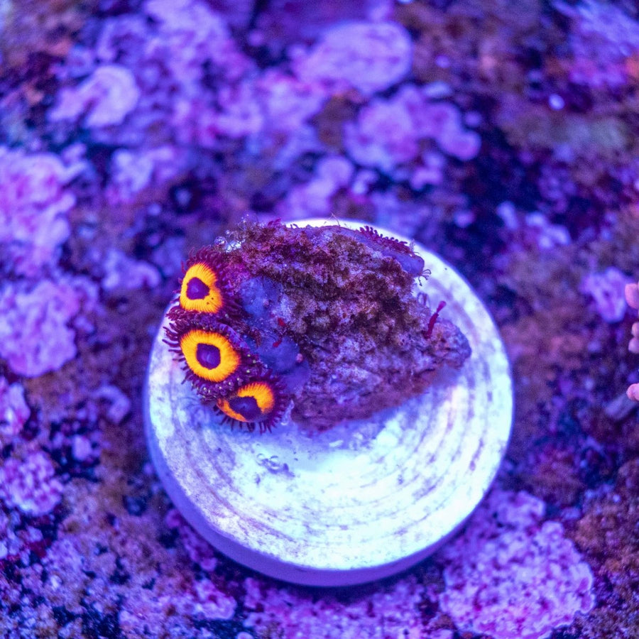 WYSIWYG Zoanthids Soft Coral - Aquamarine Aquaristic -