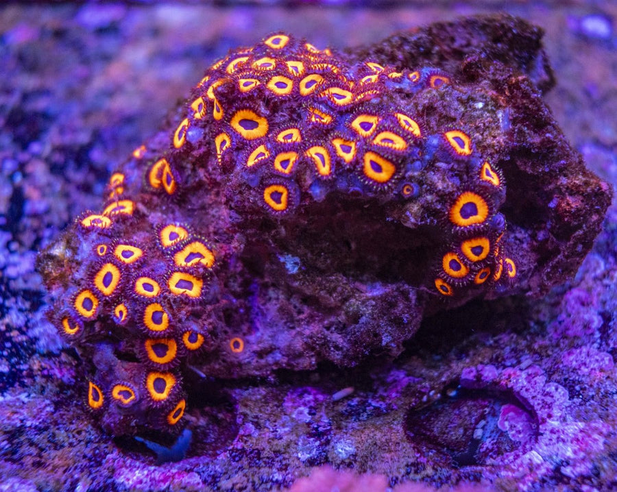 WYSIWYG Zoanthids Soft Coral - Aquamarine Aquaristic -