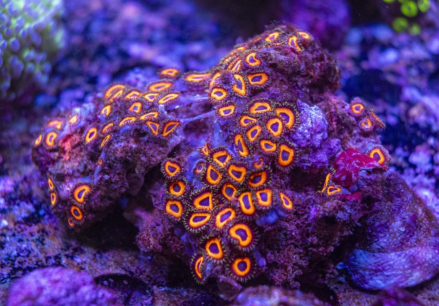 WYSIWYG Zoanthids Soft Coral - Aquamarine Aquaristic -