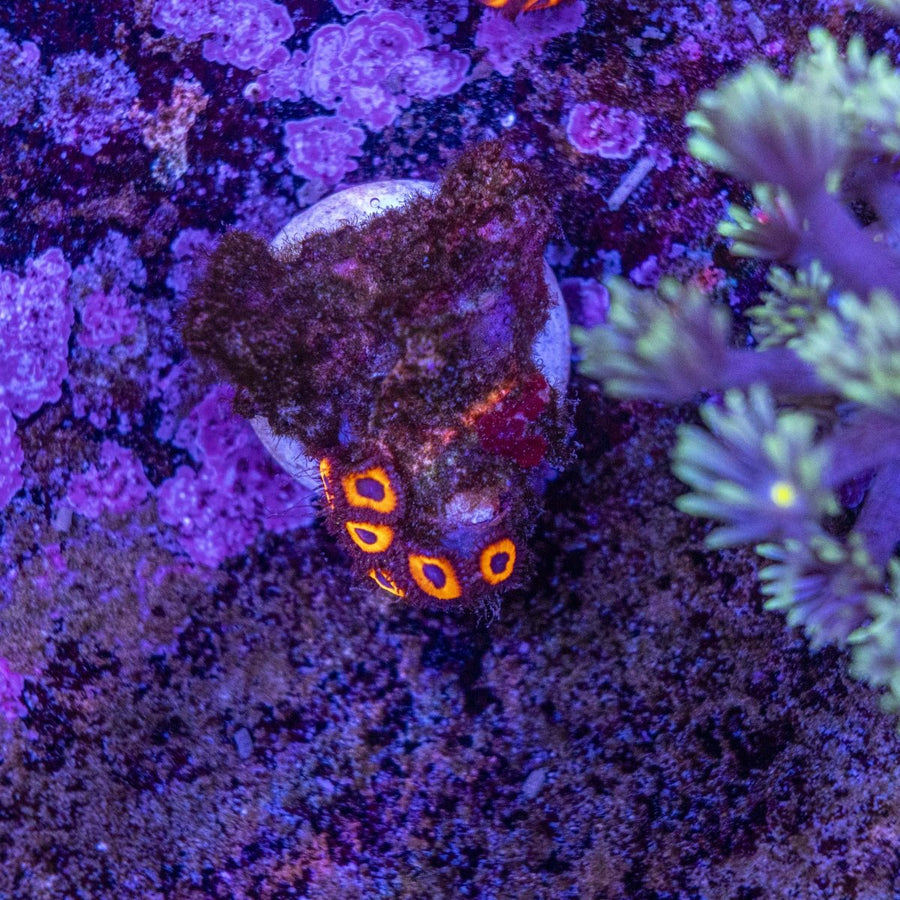 WYSIWYG Zoanthids Soft Coral - Aquamarine Aquaristic -