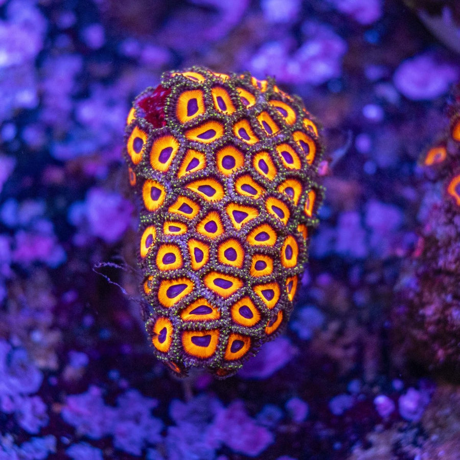 WYSIWYG Zoanthids Soft Coral - Aquamarine Aquaristic -