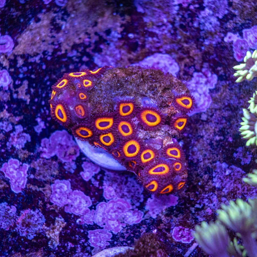 WYSIWYG Zoanthids Soft Coral - Aquamarine Aquaristic -