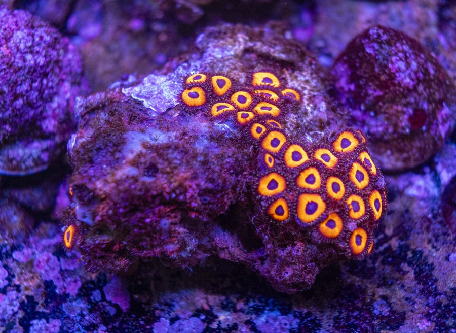 WYSIWYG Zoanthids Soft Coral - Aquamarine Aquaristic -