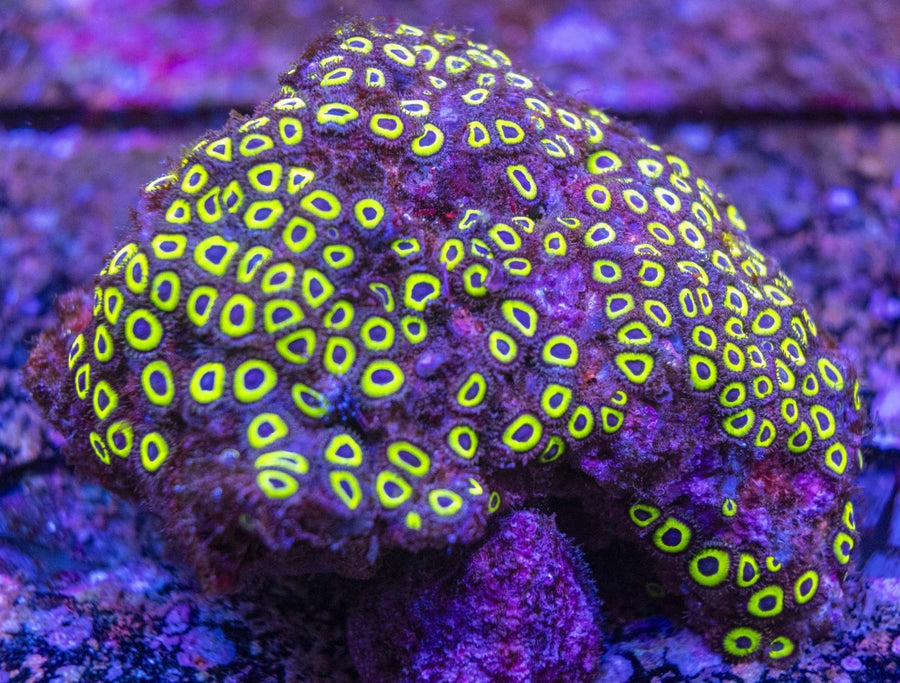WYSIWYG Zoanthids Soft Coral - Aquamarine Aquaristic -