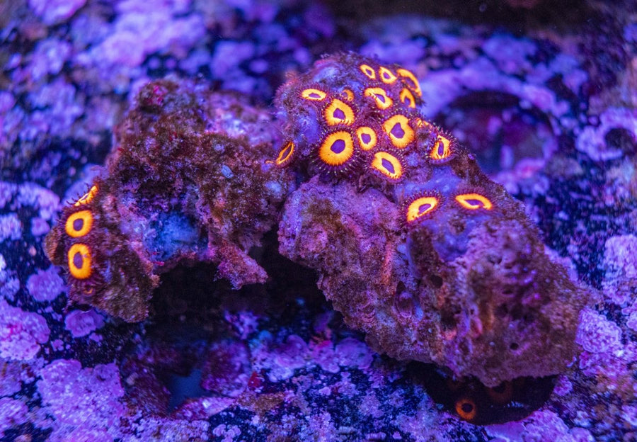 WYSIWYG Zoanthids Soft Coral - Aquamarine Aquaristic -