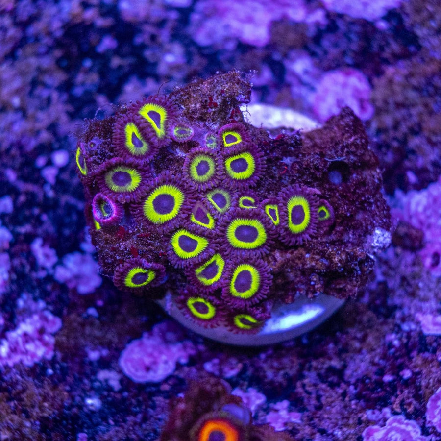 WYSIWYG Zoanthids Soft Coral - Aquamarine Aquaristic -