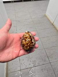 XL Tiger Cowrie (Cypraea tigris)