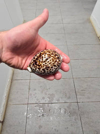XL Tiger Cowrie (Cypraea tigris)