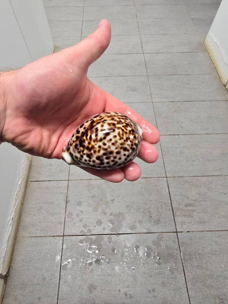 XL Tiger Cowrie (Cypraea tigris) - Aquamarine Aquaristic - 