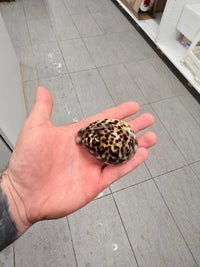 XL Tiger Cowrie (Cypraea tigris)