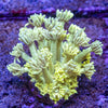 XXL Goniopora Frag